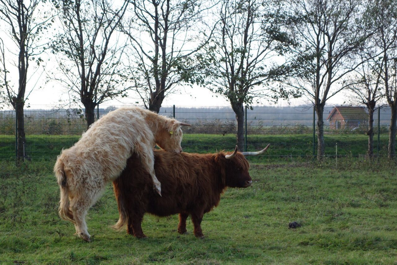 Highland cattle mating on field against trees