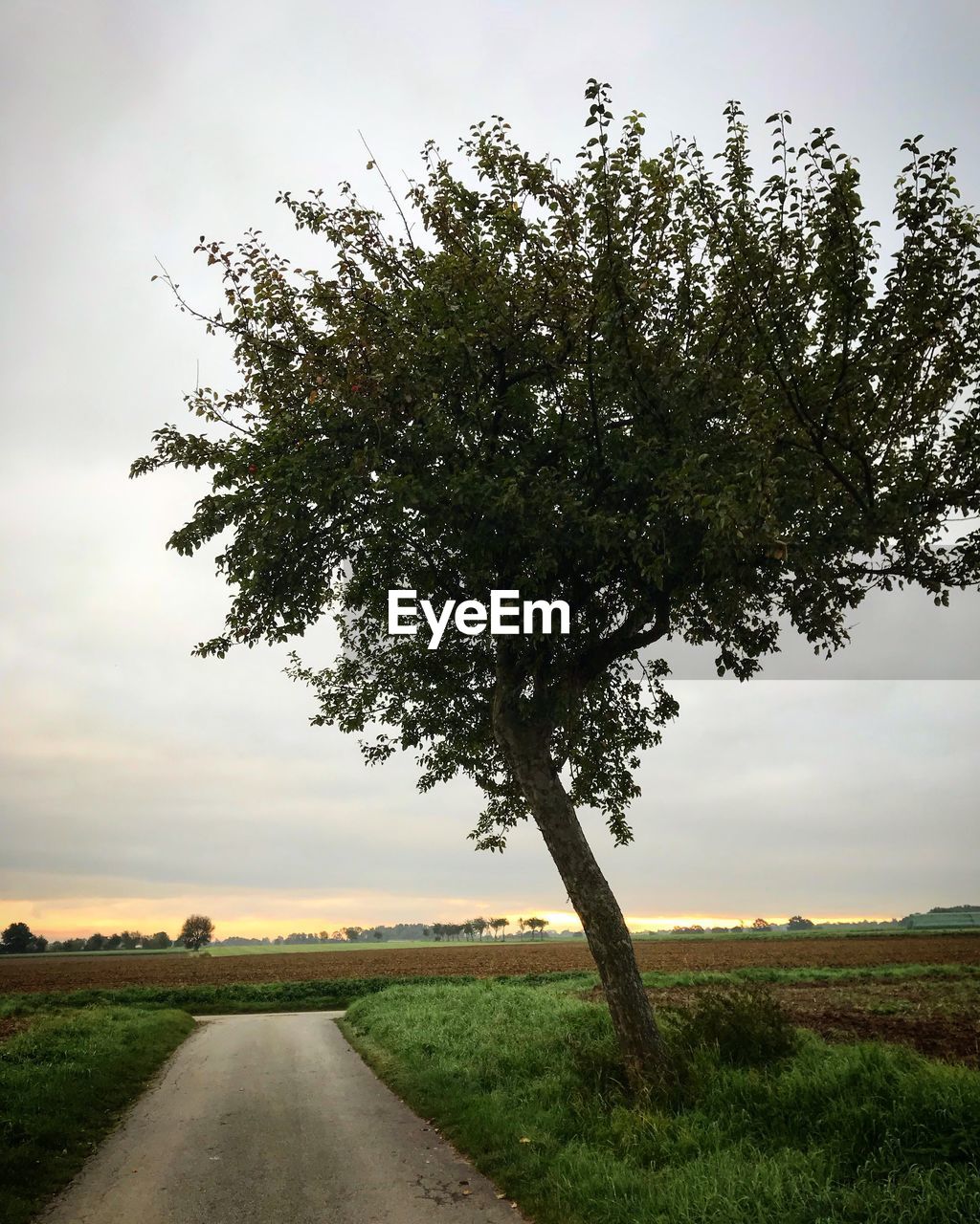 TREES ON FIELD AGAINST SKY