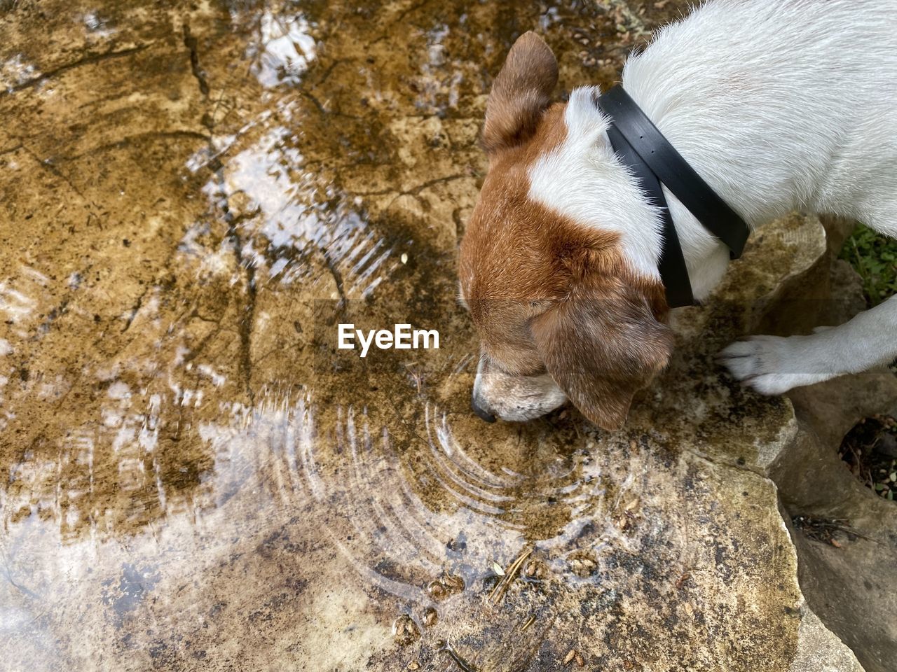 Close-up of dog drinking water from a stump