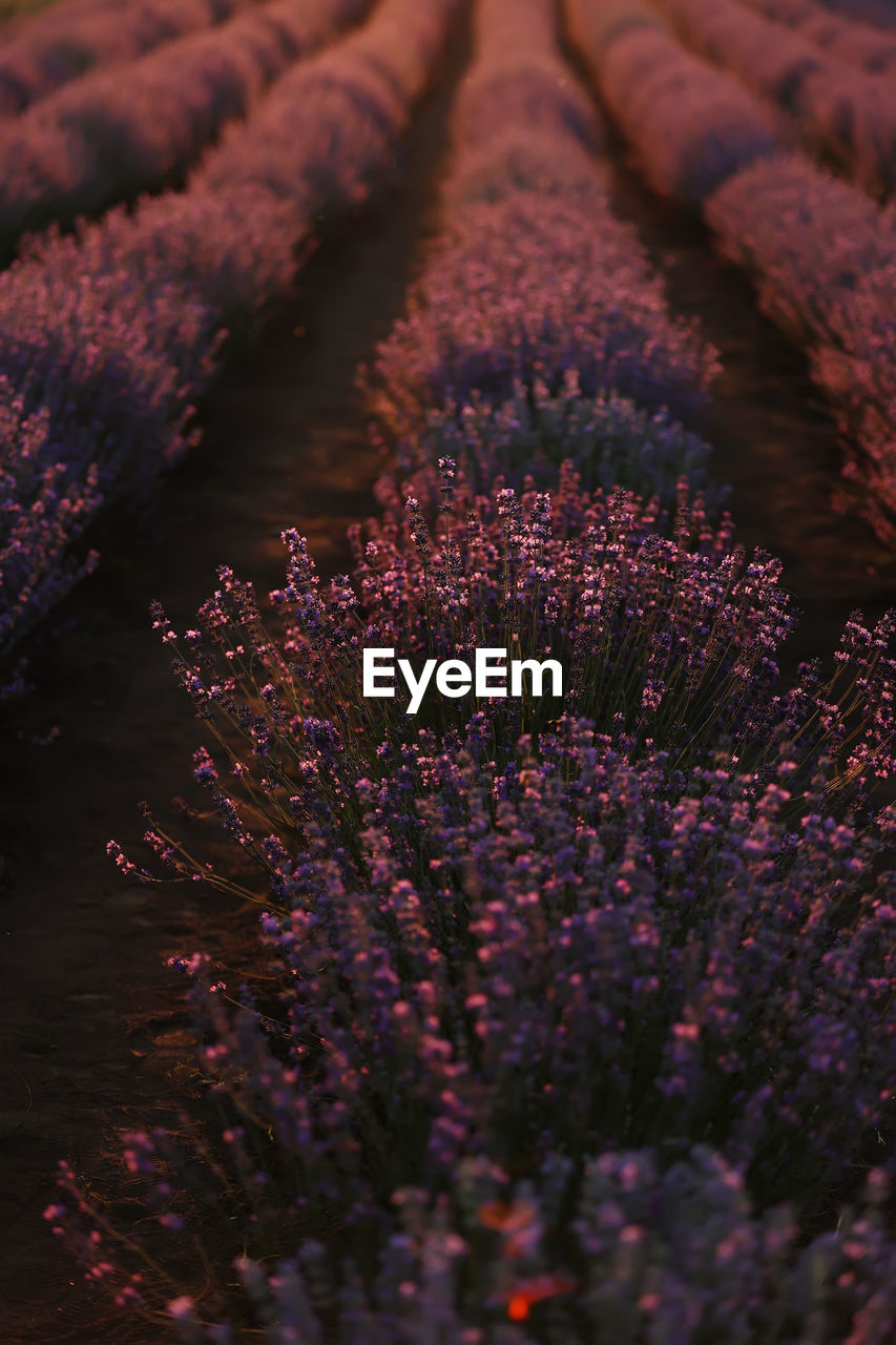 Close up of bushes lavender blooming scented fields on sunset. lavender purple aromatic flowers 