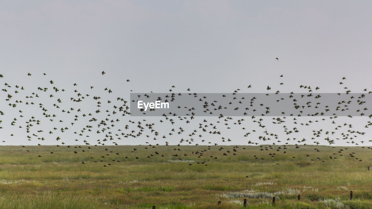 BIRDS FLYING OVER LANDSCAPE AGAINST SKY