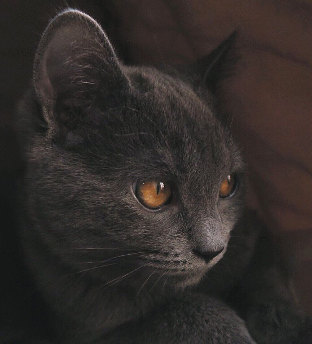 Close-up of black cat looking away