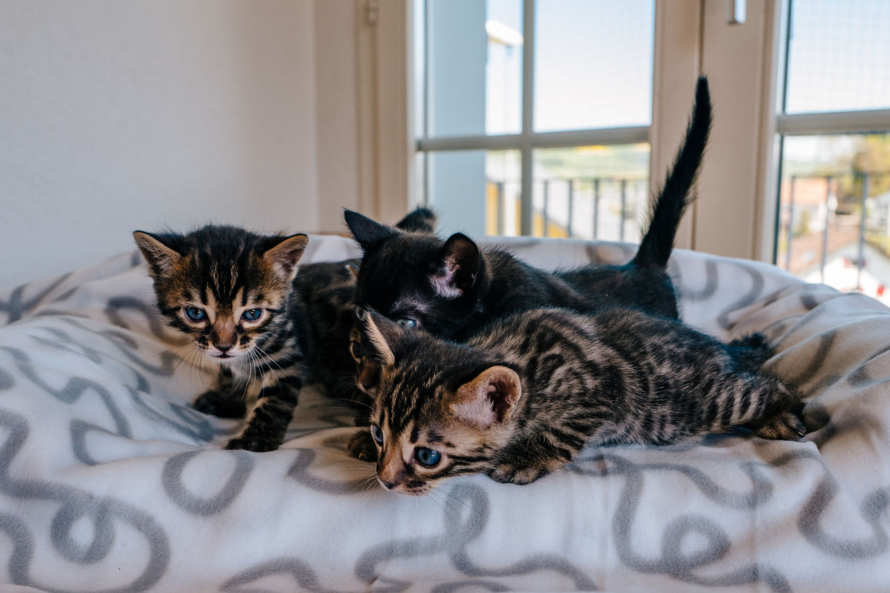 Kittens on sofa at home