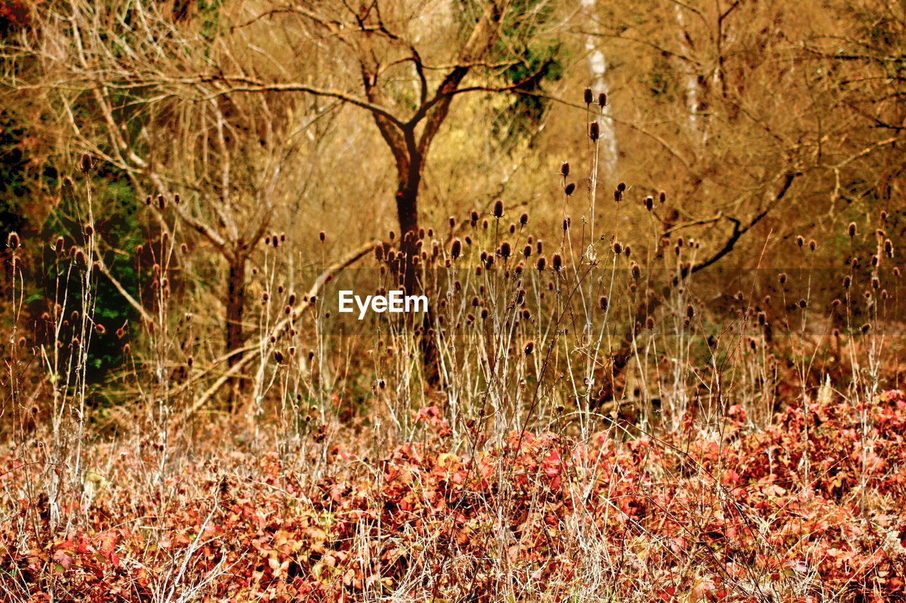 Bare trees in forest during autumn