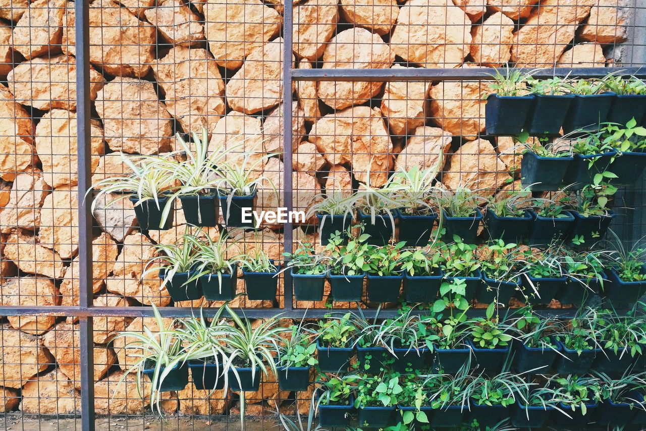 CLOSE-UP OF PLANTS GROWING OUTDOORS