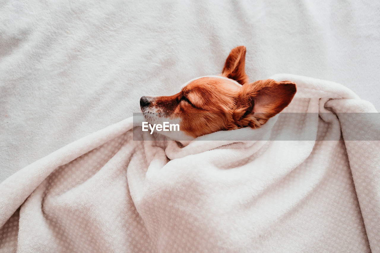 Close-up of dog sleeping on bed at home