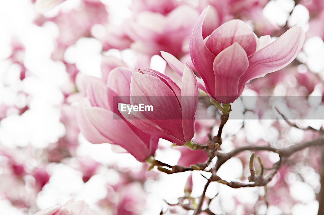 CLOSE-UP OF PINK CHERRY BLOSSOM TREE