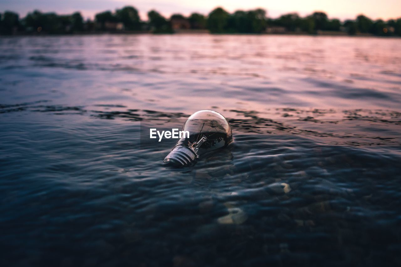 CLOSE-UP OF TURTLE IN WATER