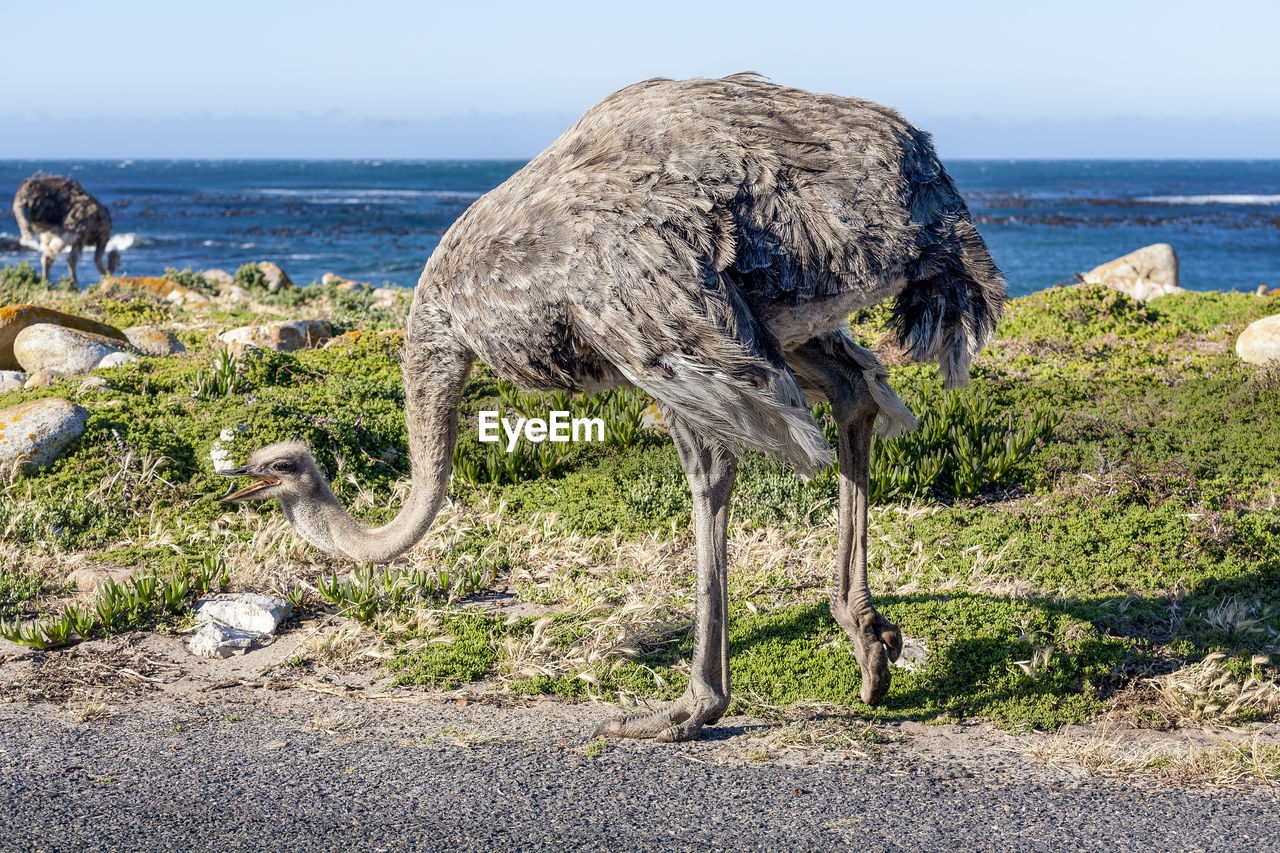 View of ostriches in wilderness, cape peninsula national park reserve, cape town, south africa