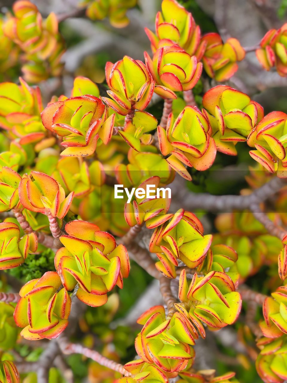 CLOSE-UP OF YELLOW FLOWERING PLANT DURING AUTUMN