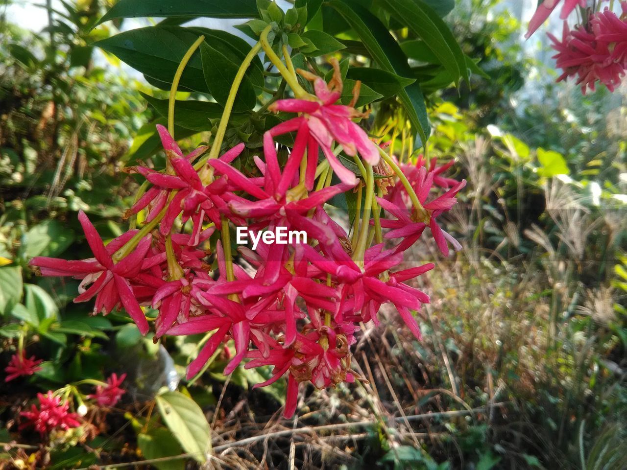 RED FLOWERS BLOOMING OUTDOORS