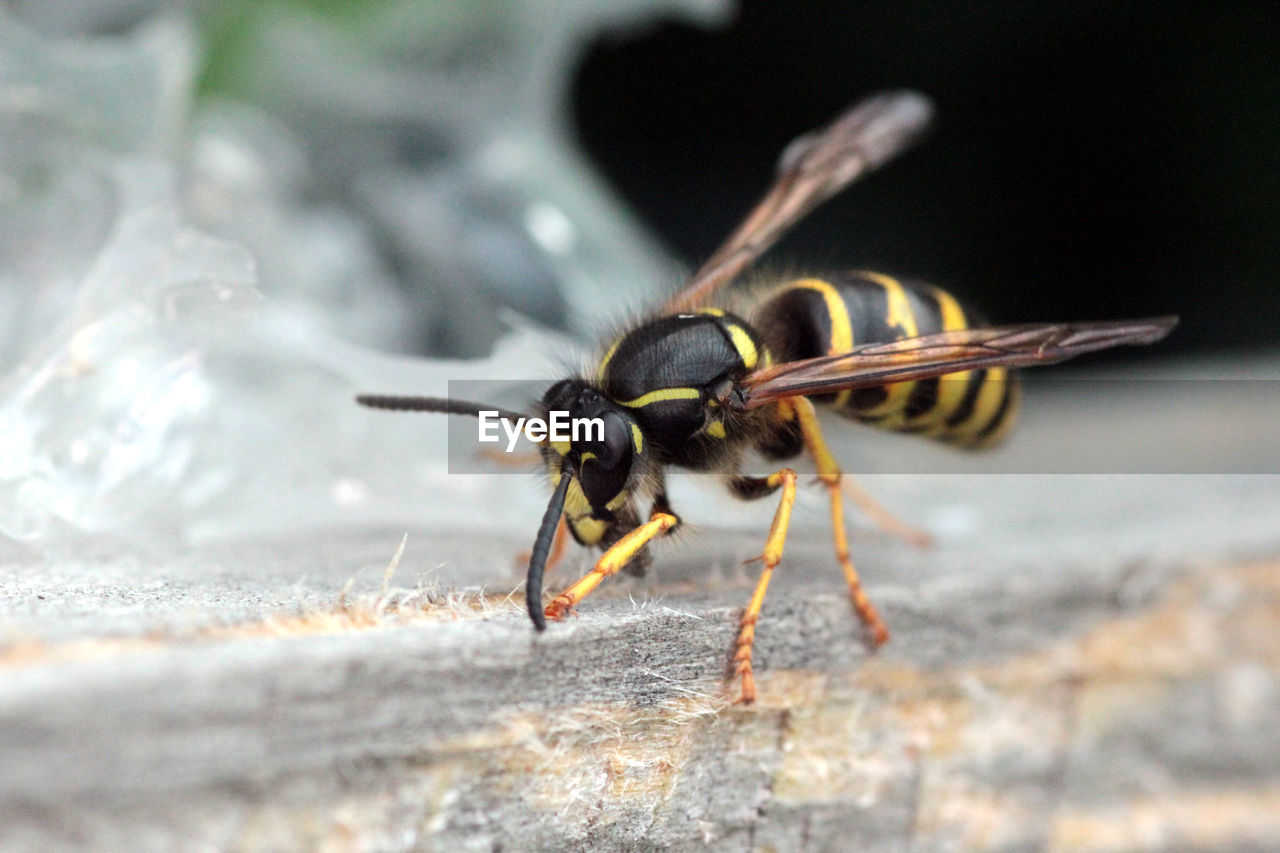 CLOSE-UP OF HOUSEFLY