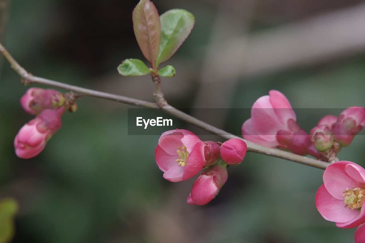 Close-up of pink cherry blossom