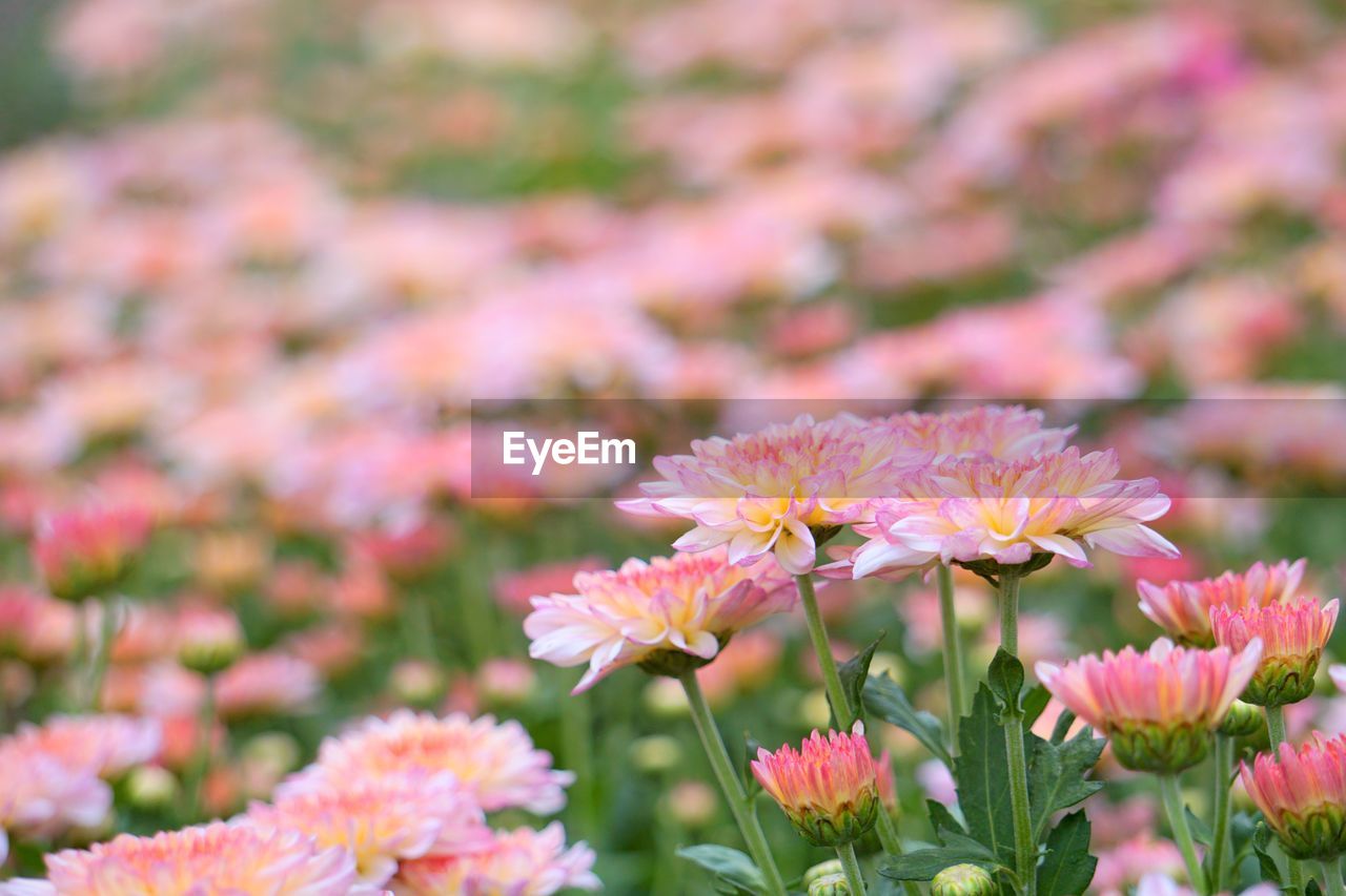 CLOSE-UP OF PINK FLOWERING PLANTS IN SUNLIGHT