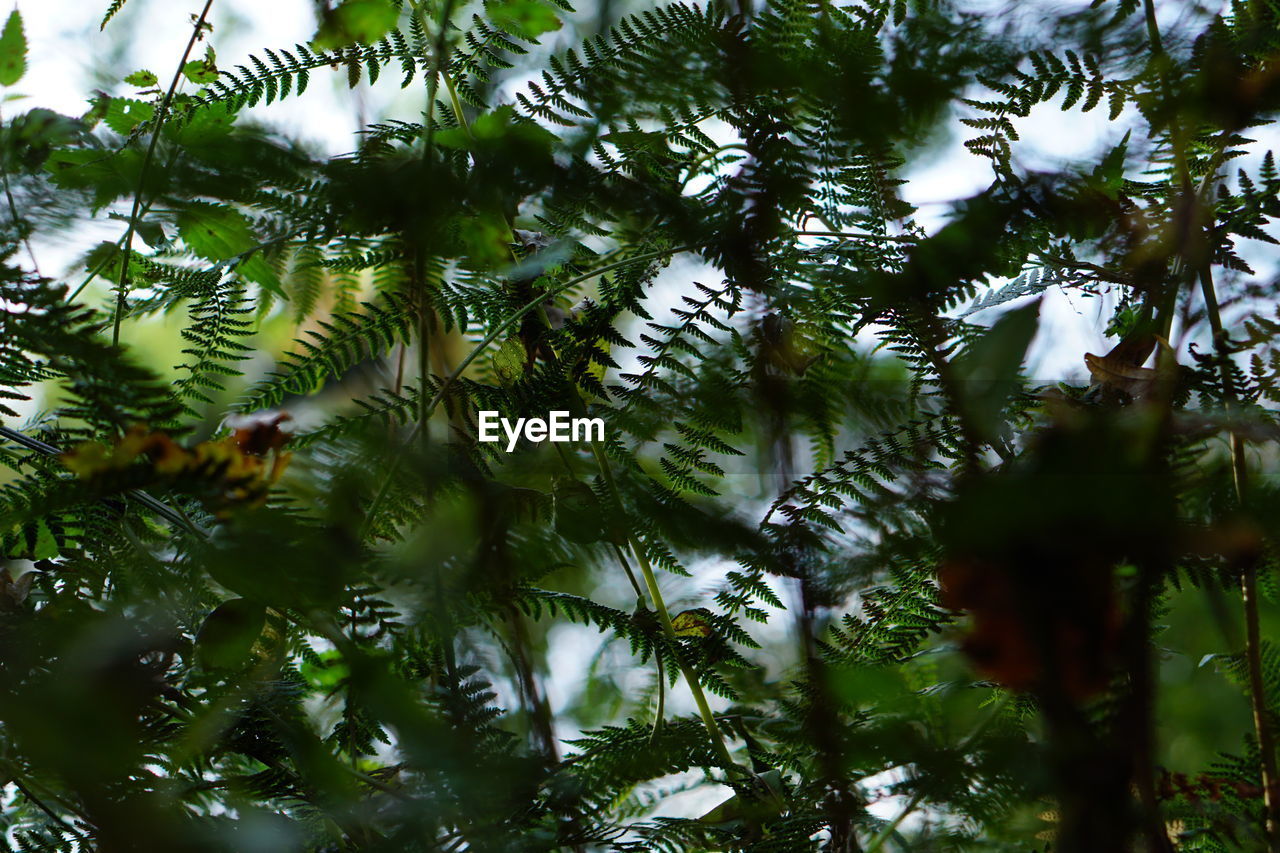 Low angle view of pine tree in forest