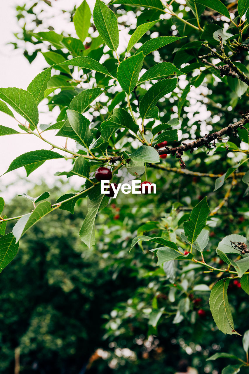 BERRIES ON TREE