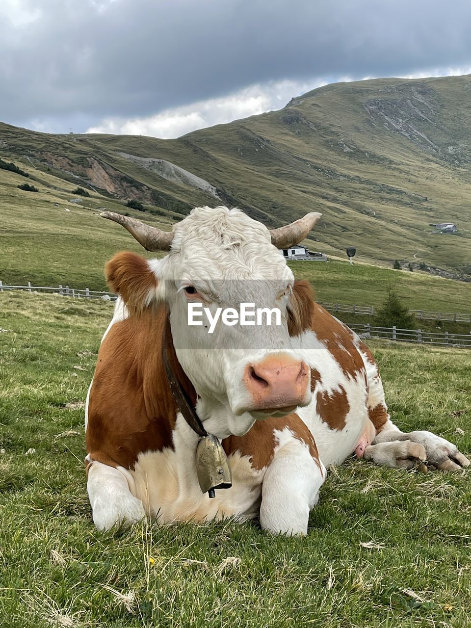 Cow in a field