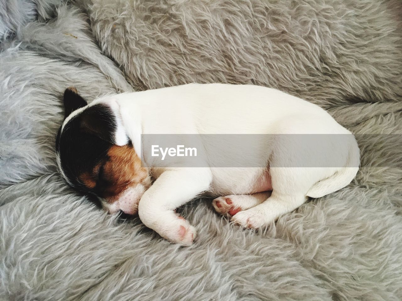 HIGH ANGLE VIEW OF DOG SLEEPING IN MOUTH