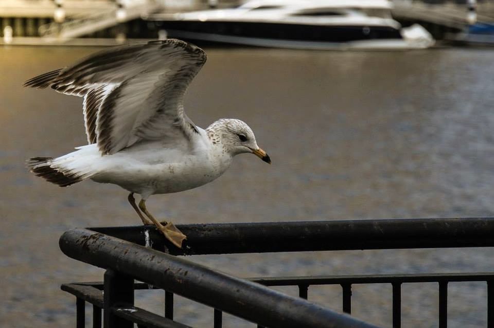 SEAGULL PERCHING ON WHITE BACKGROUND