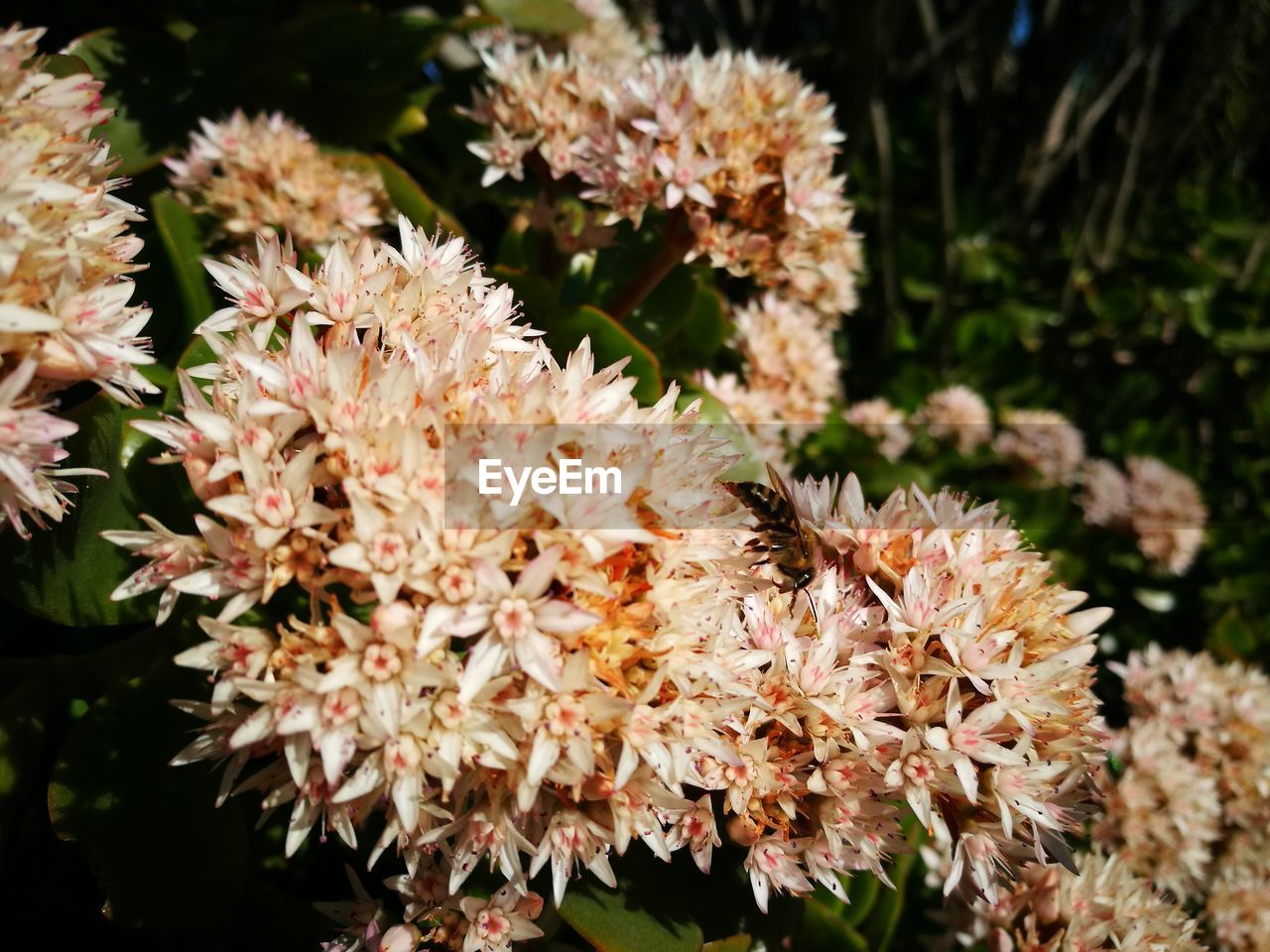 Close-up of flowers