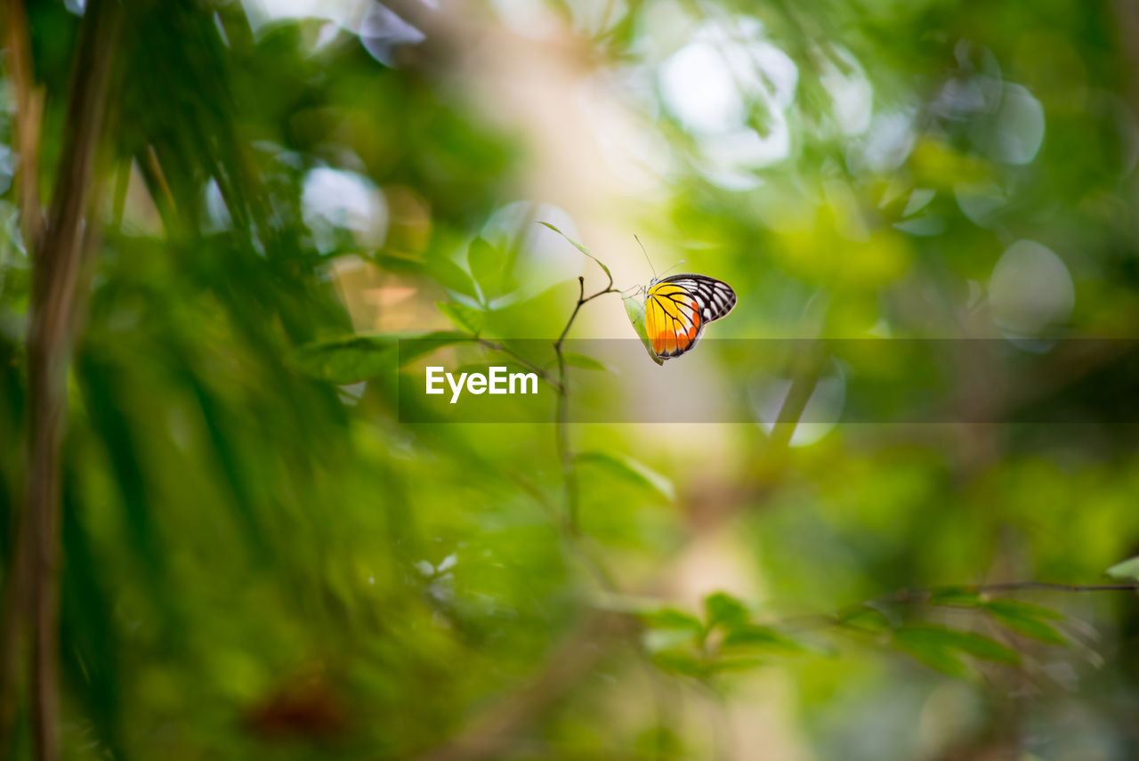 Tropical butterfly in the jungle. sun lights a vivid butterfly in the thicket of evergreen forest.