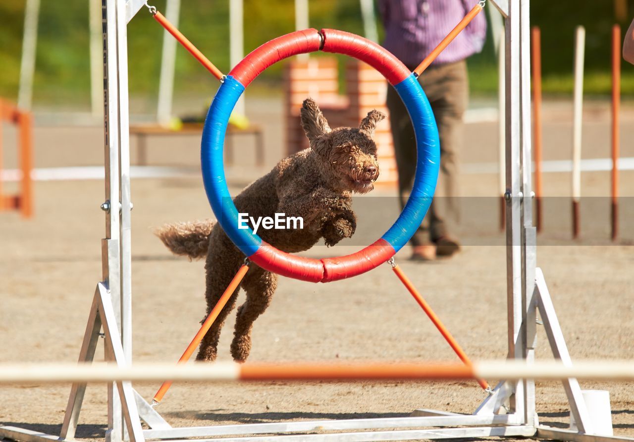 VIEW OF A HORSE ON PLAYGROUND