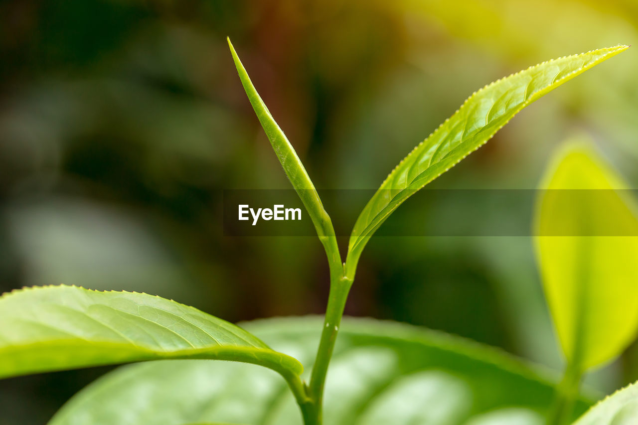 CLOSE-UP OF GREEN PLANT