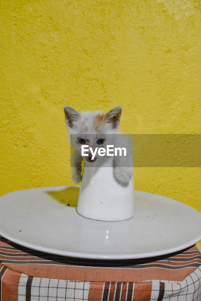 CAT LOOKING AWAY