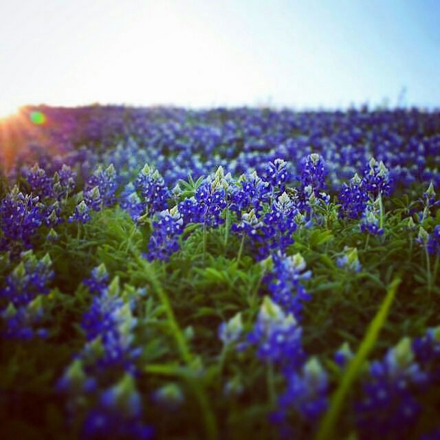 CLOSE-UP OF PURPLE FLOWERS BLOOMING ON FIELD