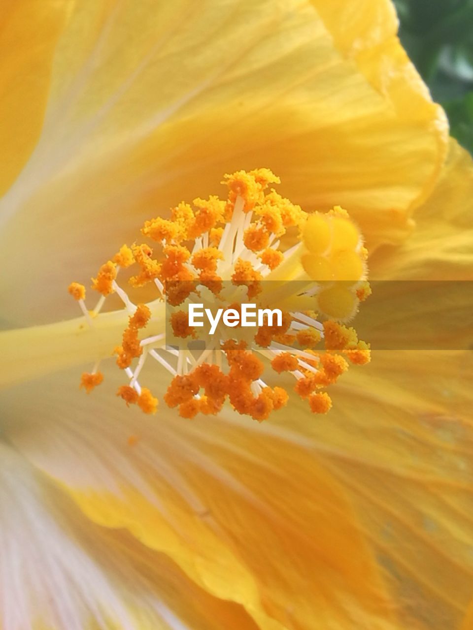 CLOSE-UP OF YELLOW FLOWER BLOOMING