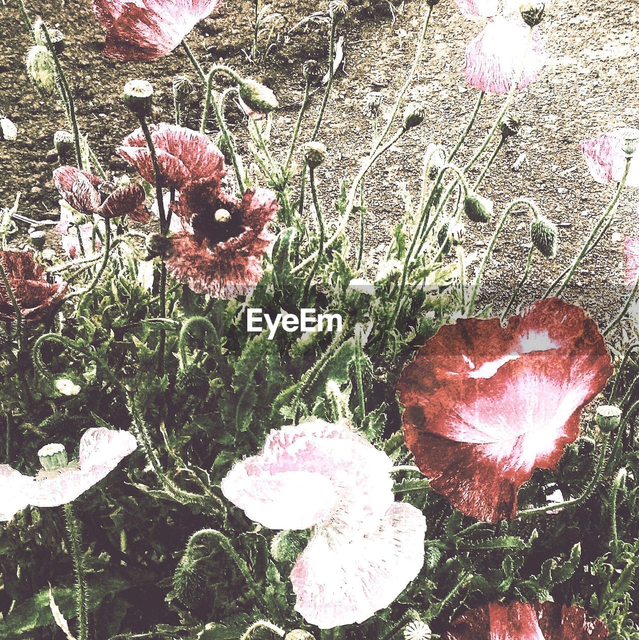 CLOSE-UP OF RED FLOWERS