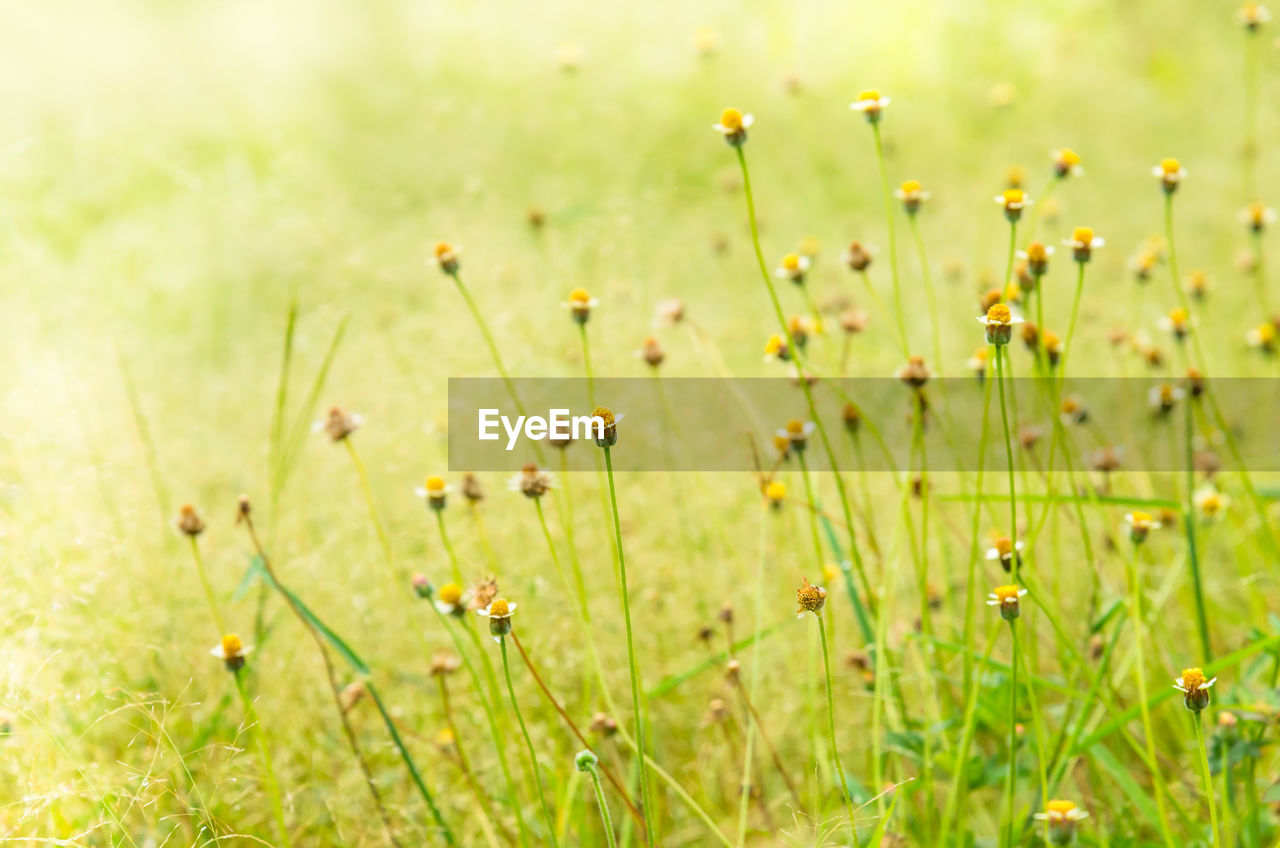 Wildflowers growing on grassy field