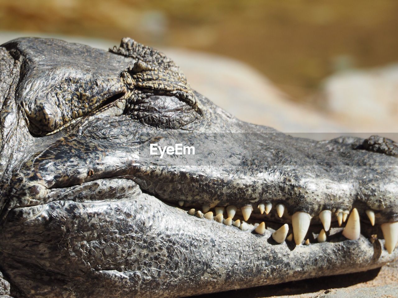 Close-up of crocodile