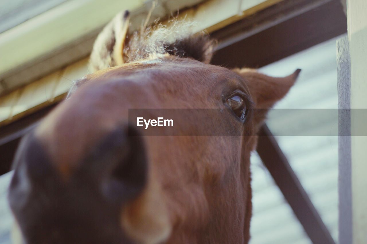 Close-up of horse at stable