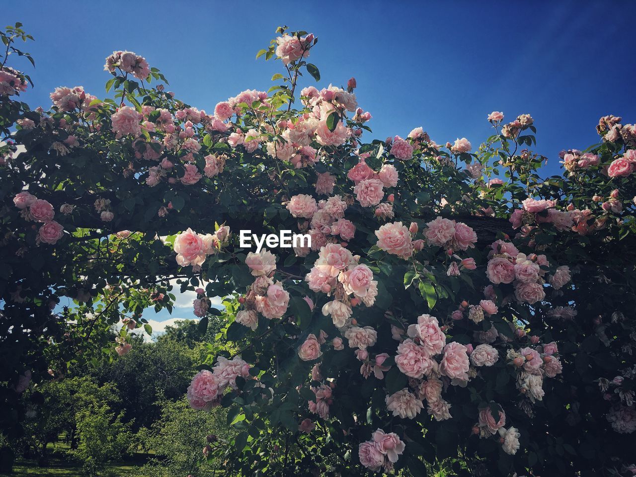 Low angle view of pink flowers blooming on tree