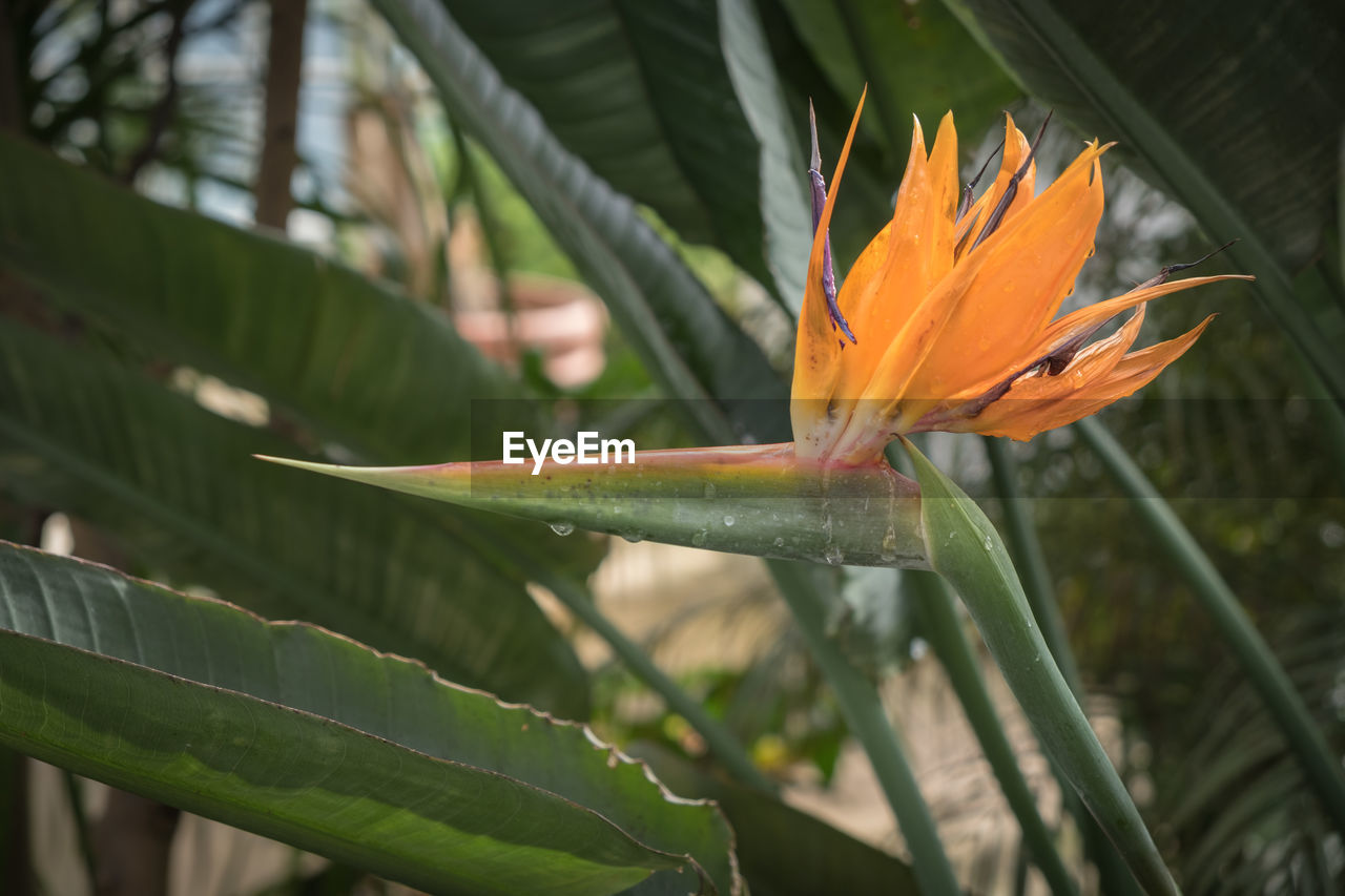plant, leaf, nature, flower, flowering plant, beauty in nature, plant part, growth, green, yellow, freshness, close-up, orange color, tropics, fragility, macro photography, no people, tropical climate, petal, tropical flower, bird of paradise - plant, grass, botany, outdoors, plant stem, flower head, focus on foreground, jungle, inflorescence, day, tree, heliconia, environment
