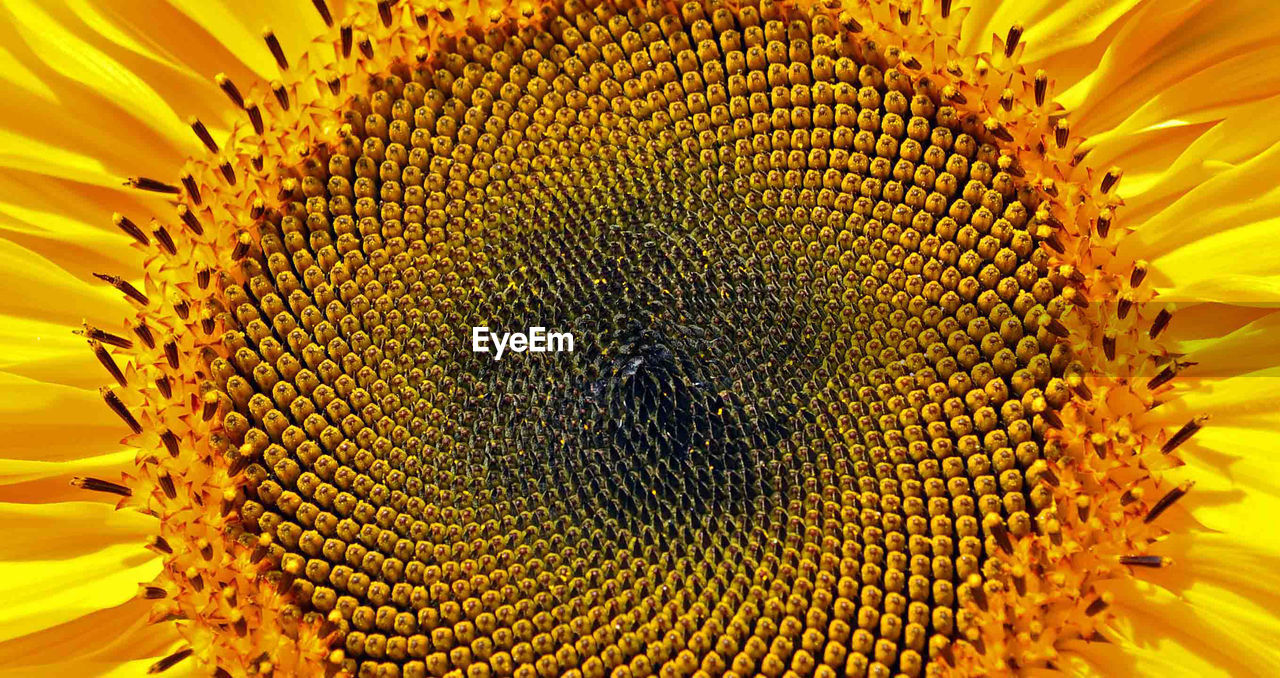 EXTREME CLOSE-UP OF SUNFLOWER