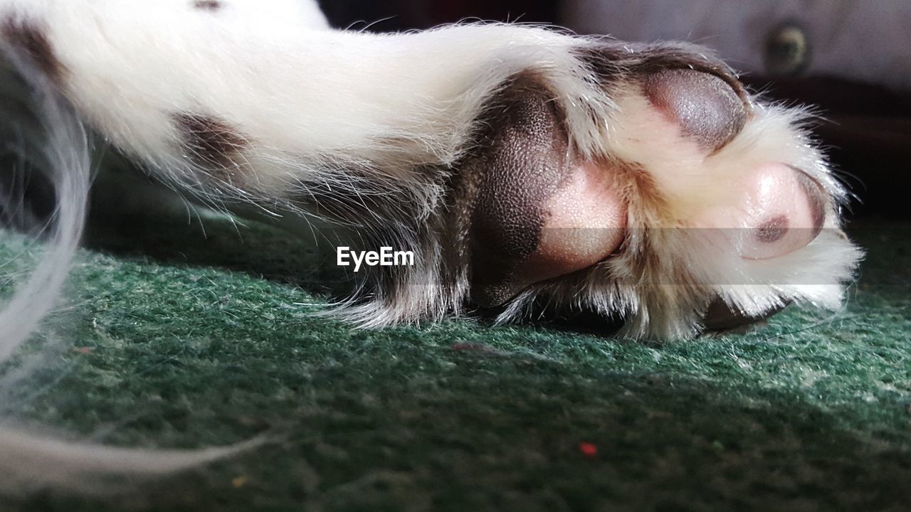 Cropped image of english springer spaniel paw on carpet at home