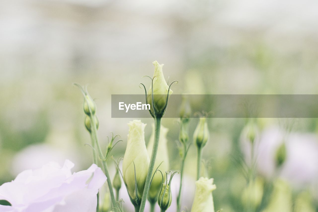 Close-up of flowering plant on field