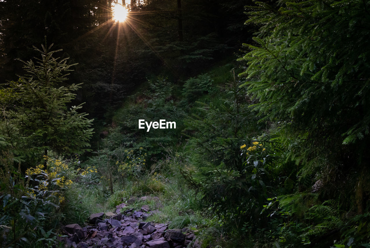 VIEW OF TREES IN FOREST