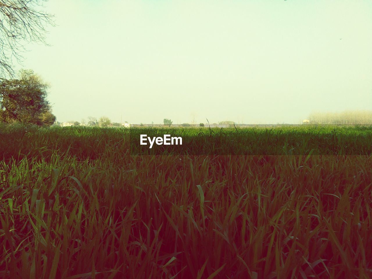 SCENIC VIEW OF WHEAT FIELD