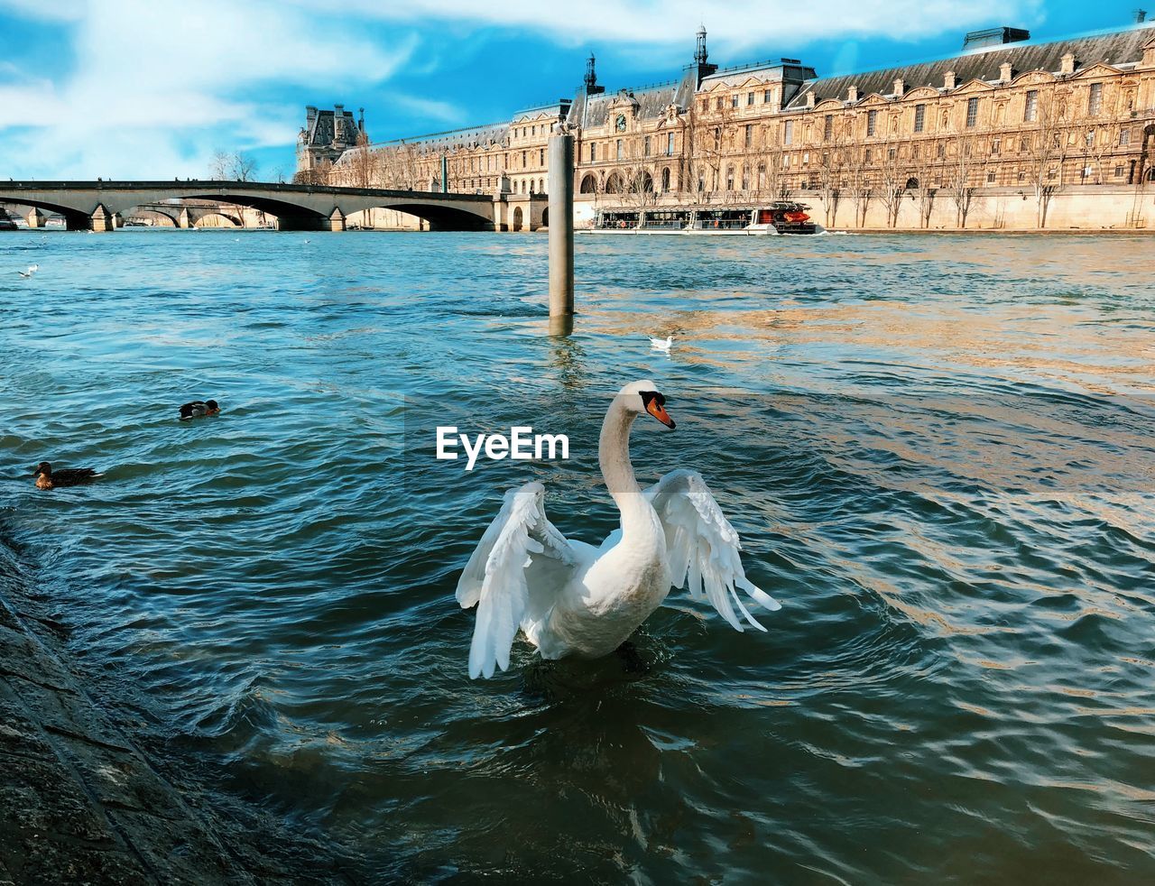 SWAN IN WATER