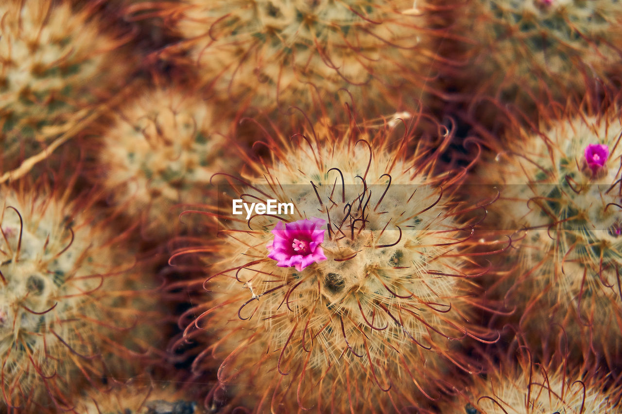 HIGH ANGLE VIEW OF CACTUS FLOWER