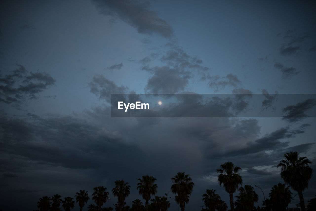 LOW ANGLE VIEW OF TREES AGAINST SKY AT NIGHT