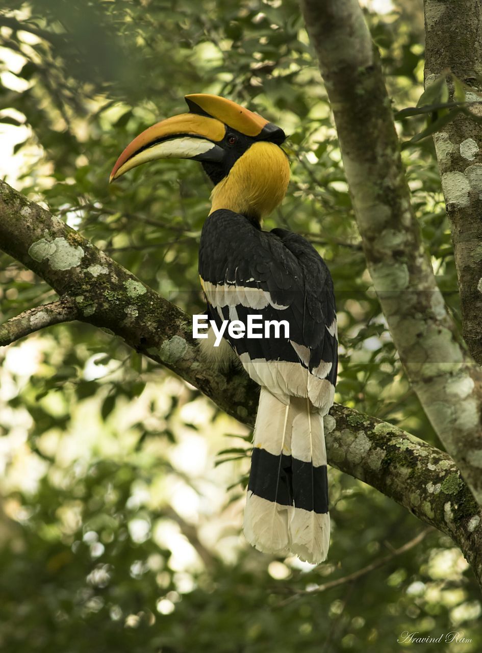 Close-up of bird perching on tree