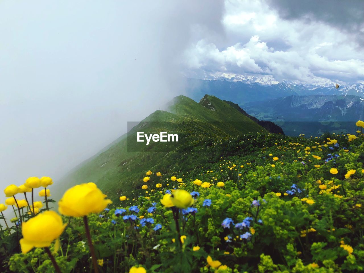 Yellow flowering plants on land against sky