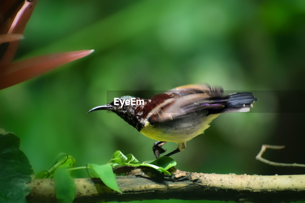 CLOSE-UP OF BIRD