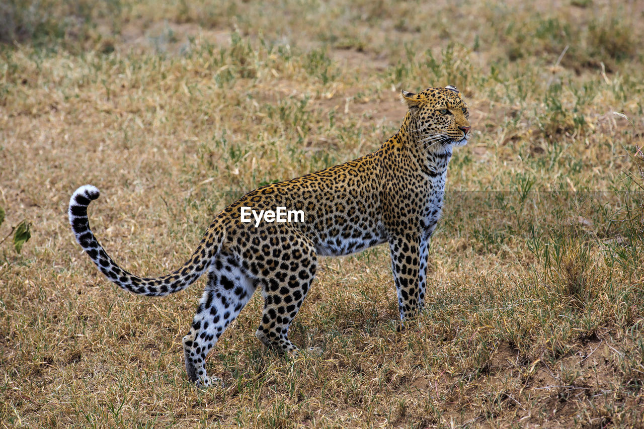 High angle view of leopard standing on grassy field