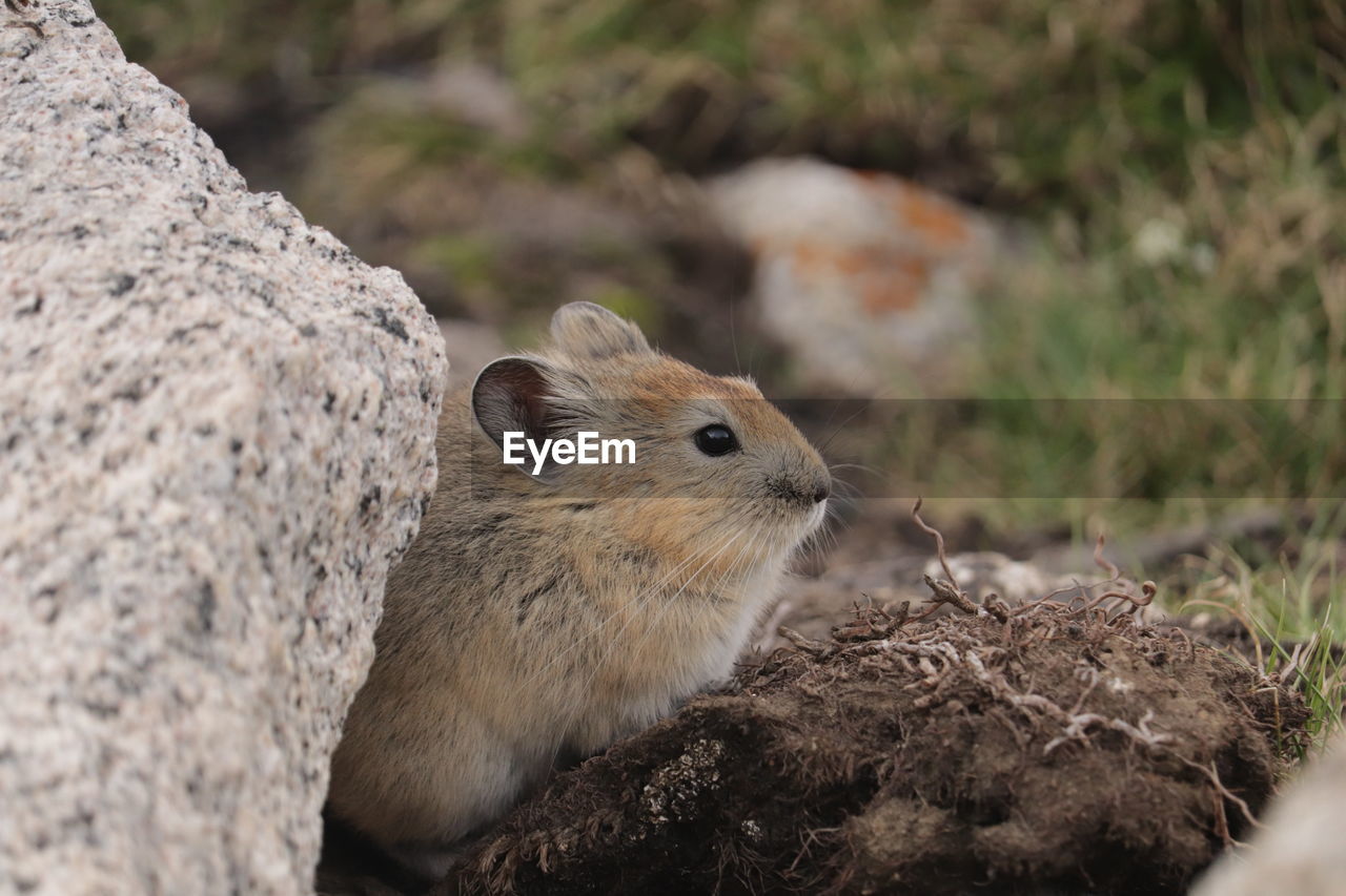 Close-up of pika on rock