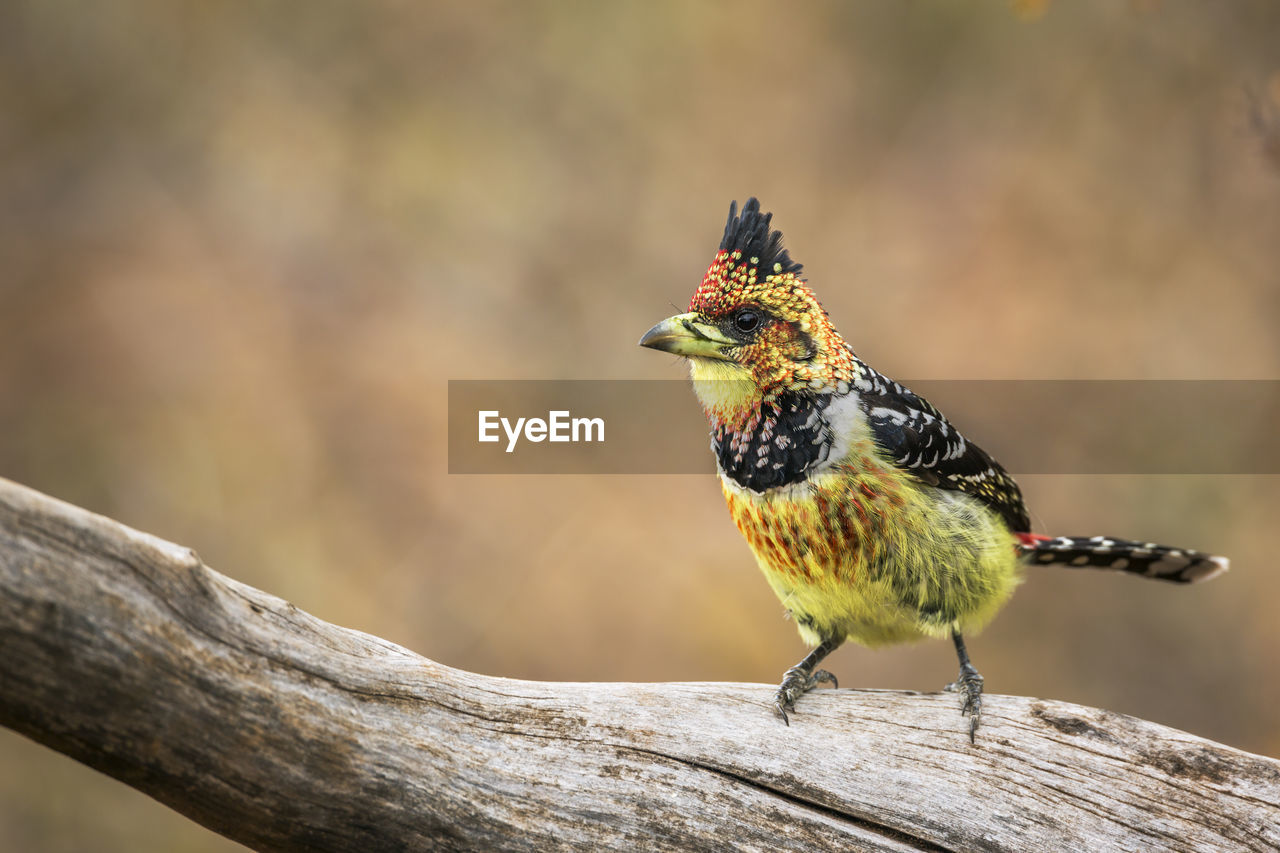 CLOSE-UP OF BIRD PERCHING ON A BRANCH